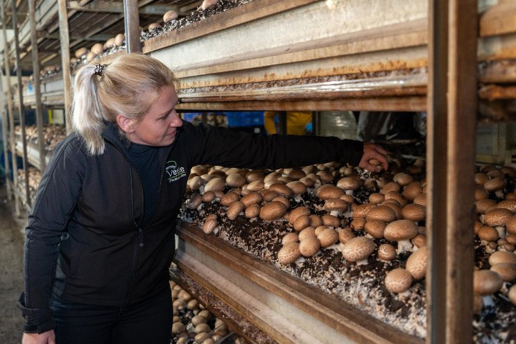 Boeren en telers maken werk van paddenstoelen