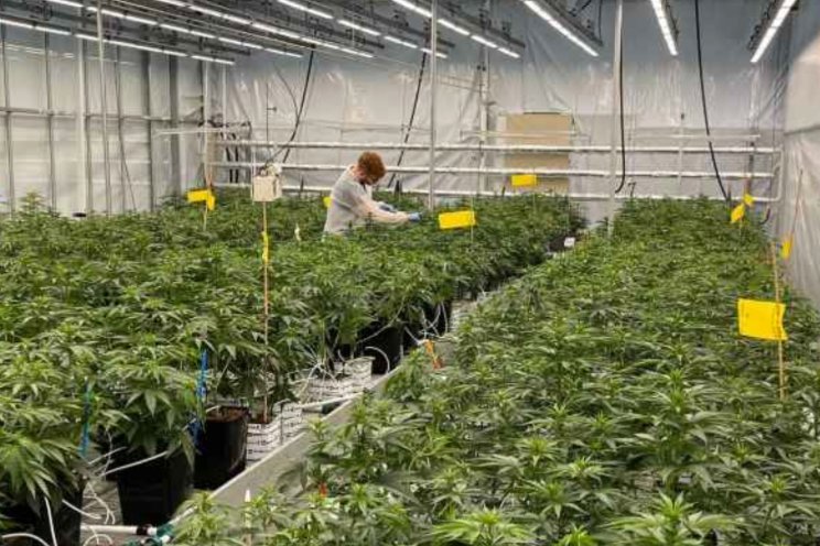 Gebrek aan kennis over medicinale cannabis Gebrek aan kennis over medicinale cannabis