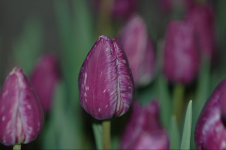 Drie webinars met alle kennis over galmijt