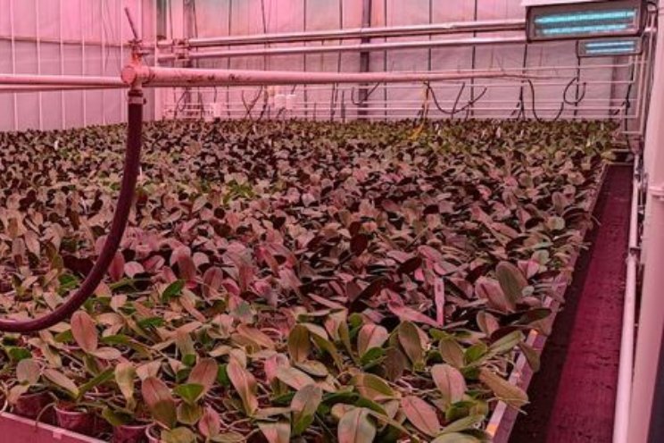 'Duurzame phalaenopsis' nu al redelijk succesvol