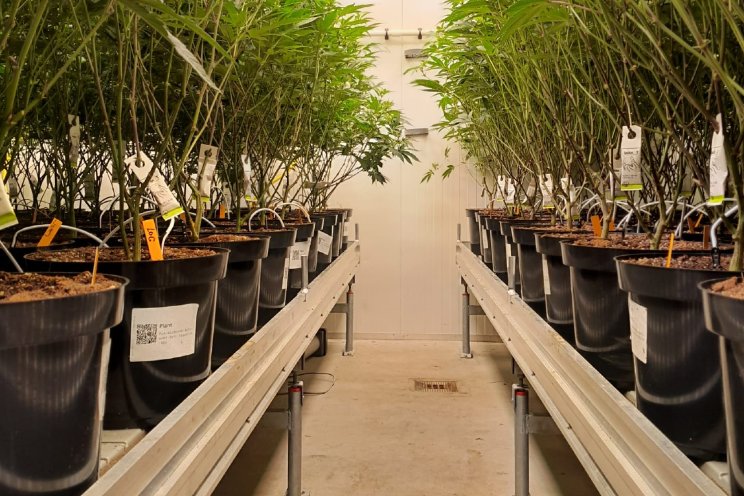 Bosman Van Zaal lanceert Cannabis Grow Container Bosman Van Zaal lanceert Cannabis Grow Container
