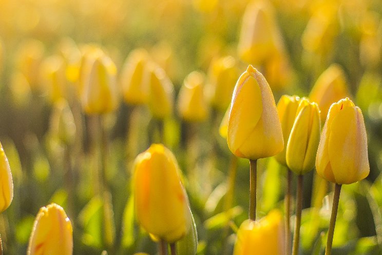 Energiezuinig tulpen broeien heeft impact