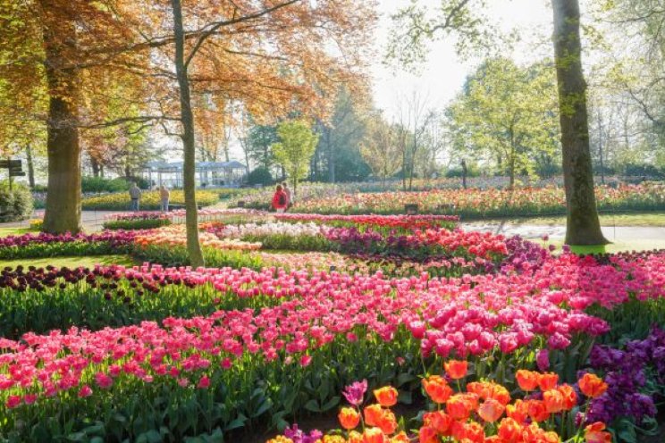 Keukenhof kijkt terug op een stralend seizoen