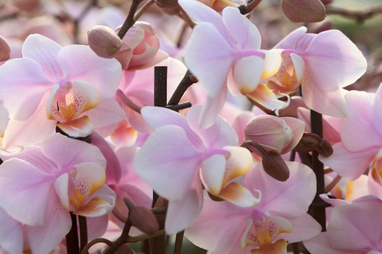 Orchid Inspiration Days verwelkomt nieuwkomer