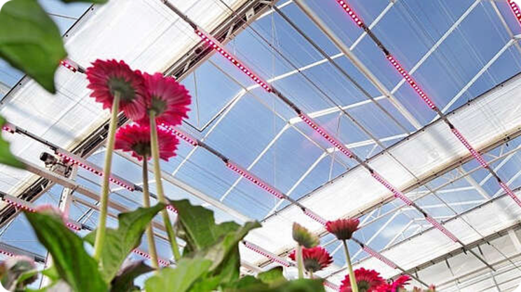 WUR inventariseert teeltconcepten WUR inventariseert teeltconcepten