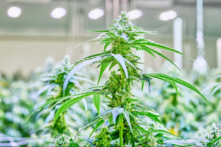 Licentie MCPIR voor cannabisonderzoek Licentie MCPIR voor cannabisonderzoek