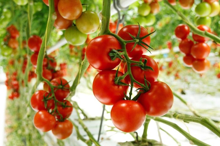 ToBRFV-resistente tomatenrassen