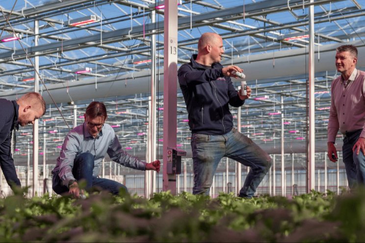 Groene toekomst chrysant door lieveheersbeestje? Groene toekomst chrysant door lieveheersbeestje?