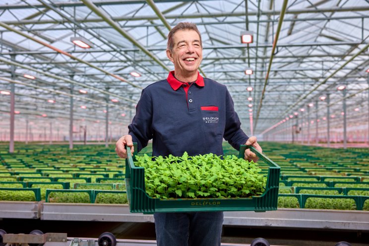Deliflor verbetert stekproductie met LED Deliflor verbetert stekproductie met LED
