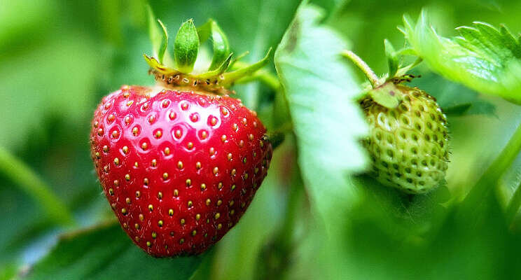 Naar fossielvrije jaarrond aardbeienteelt Naar fossielvrije jaarrond aardbeienteelt