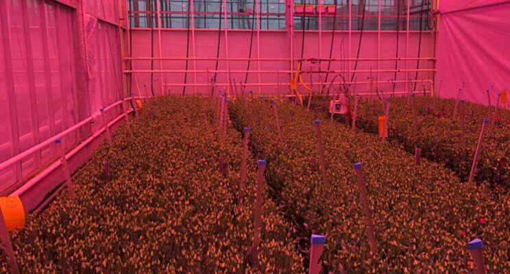 Lisianthus onder full-LED, mits met juiste spectrum Lisianthus onder full-LED, mits met juiste spectrum
