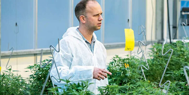 'Cannabisexperiment is ongoing' 'Cannabisexperiment is ongoing'
