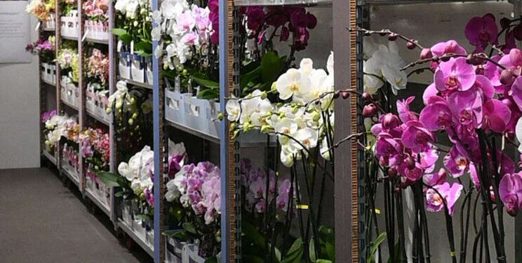 Opti-flor bezoekt klanten met kleurrijke roadshow Opti-flor bezoekt klanten met kleurrijke roadshow