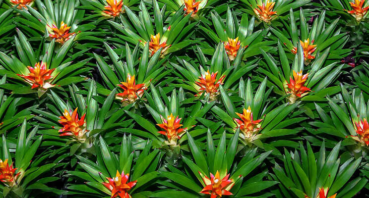 Nieuwe biologische bestrijder bromeliateelt Nieuwe biologische bestrijder bromeliateelt