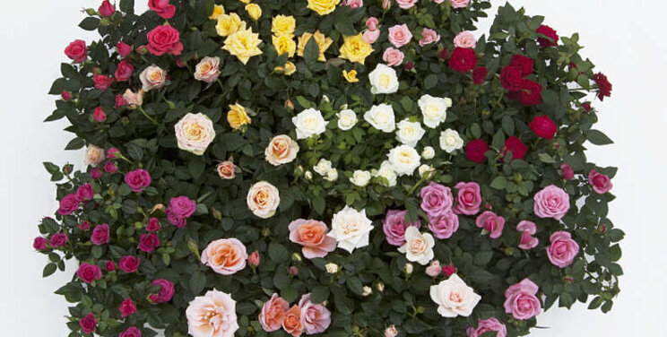 United Selections verkoopt potrozen Difference Roses United Selections verkoopt potrozen Difference Roses