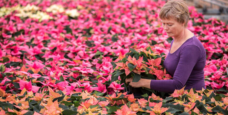 Enquête duurzaamheid kerststerrenproductie Enquête duurzaamheid kerststerrenproductie
