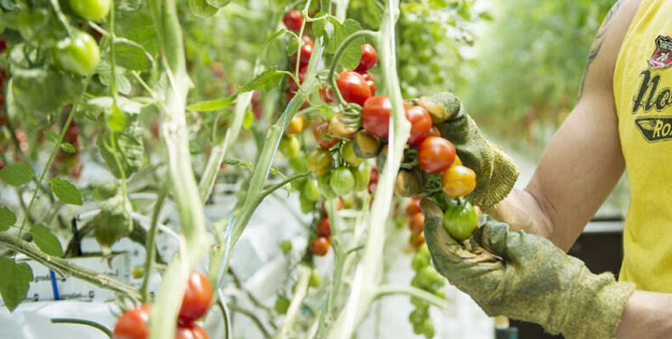 40% Oekraïners werkt, vooral in tuinbouw 40% Oekraïners werkt, vooral in tuinbouw