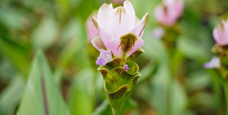 Decorum introduceert nieuwe Curcuma Decorum introduceert nieuwe Curcuma