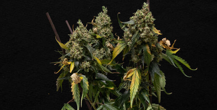 Hogere cannabisopbrengst bij langere belichtingstijd Hogere cannabisopbrengst bij langere belichtingstijd