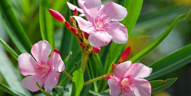 Giftige planten: hoe informeer je de klant? Giftige planten: hoe informeer je de klant?