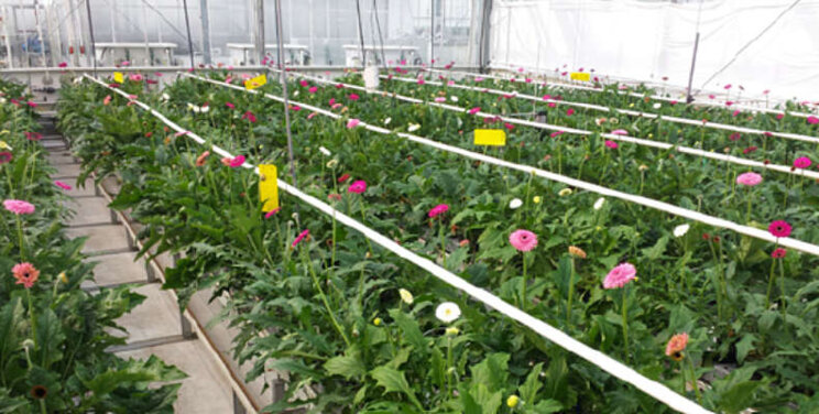 Geen effecten Na-ophoping in drain bij gerbera Geen effecten Na-ophoping in drain bij gerbera