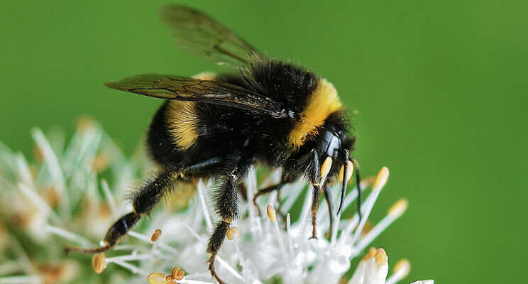 CBS: Meer biologische gewasbescherming CBS: Meer biologische gewasbescherming