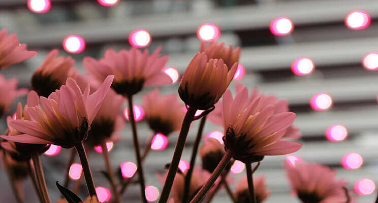 Lengte en reactietijd chrysanten sturen Lengte en reactietijd chrysanten sturen