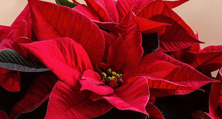 Naturalis-L in strijd tegen witte vlieg in Poinsettia Naturalis-L in strijd tegen witte vlieg in Poinsettia