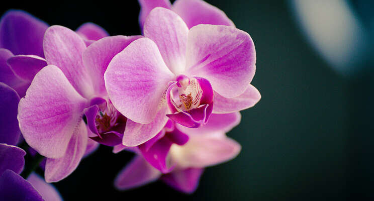 Phalaenopsis kan meer natrium aan dan verwacht Phalaenopsis kan meer natrium aan dan verwacht
