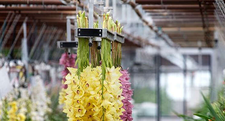 Basiscursus teelt snij-cymbidium Basiscursus teelt snij-cymbidium