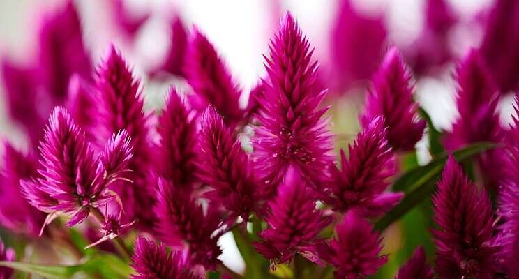 Start levering Celosia Caracas Start levering Celosia Caracas