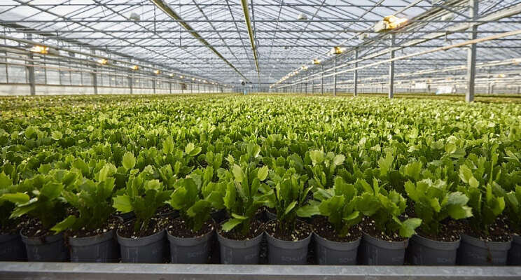 Dit najaar nog geen start Landelijk Veilen planten Dit najaar nog geen start Landelijk Veilen planten