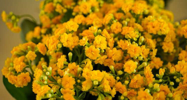 Decorum showt Diamond Yellow Decorum showt Diamond Yellow