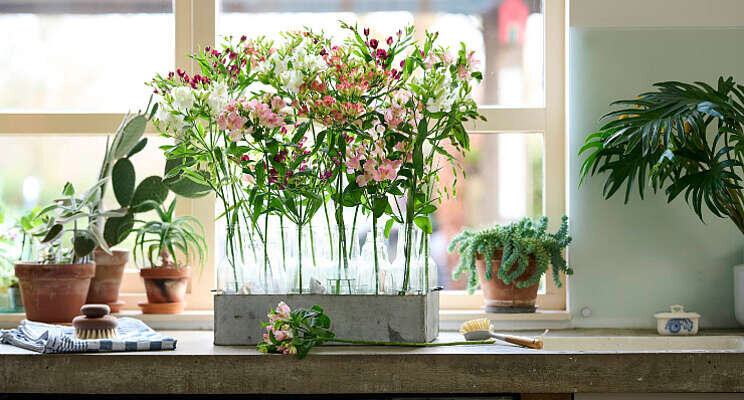 Nieuw: Charmelia Blanca en Purplex Nieuw: Charmelia Blanca en Purplex