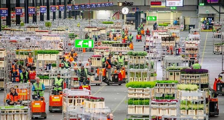 Samenwerken voor extra handen op de veiling Samenwerken voor extra handen op de veiling