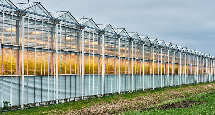 Spint- en galmijten bestrijden met Naturalis-L Spint- en galmijten bestrijden met Naturalis-L