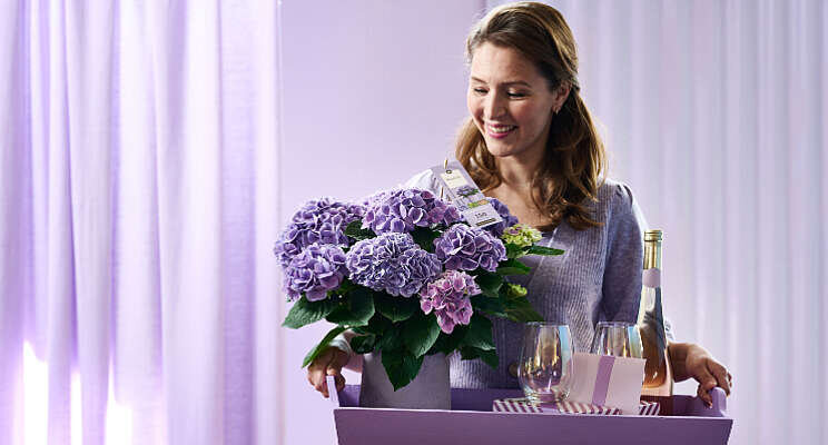 Hydrangea Magical Evolution beste in houdbaarheidsbenchmark Hydrangea Magical Evolution beste in houdbaarheidsbenchmark