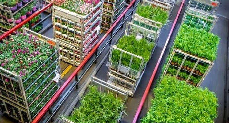 Logistieke performance van FloraHolland onder druk Logistieke performance van FloraHolland onder druk
