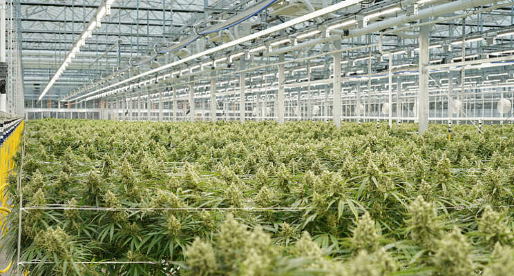 Consortium start onderzoek naar cannabisteelt Consortium start onderzoek naar cannabisteelt