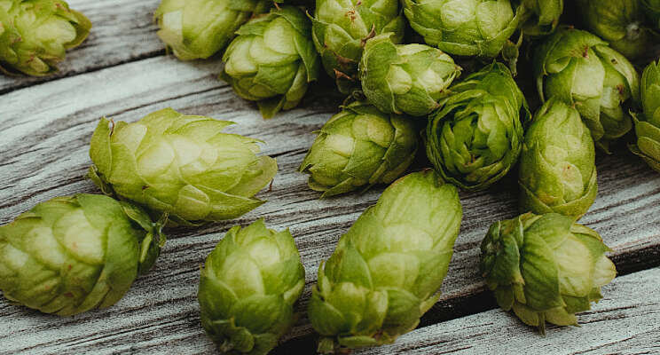 Hopteelt in de kas? Hopteelt in de kas?