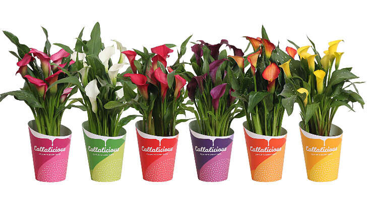 Rebranding Callalicious Rebranding Callalicious