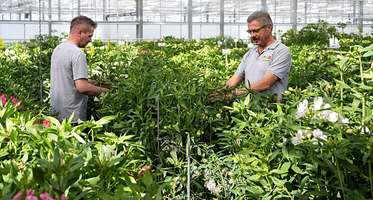 Versnelling en innovatie veredeling Alstroemeria Versnelling en innovatie veredeling Alstroemeria
