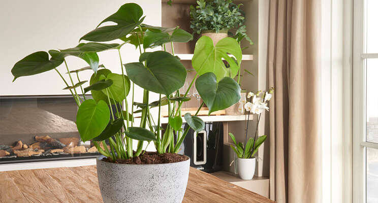 Topbloemen.nl breidt plantenassortiment uit Topbloemen.nl breidt plantenassortiment uit