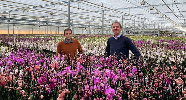Drievoudige besparing bij Butterfly Orchids Drievoudige besparing bij Butterfly Orchids