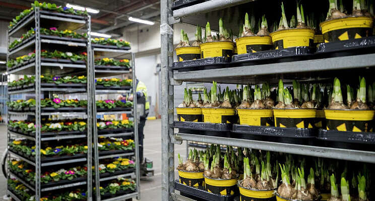 Ruimere openingstijden veilingdepots tijdens piek Ruimere openingstijden veilingdepots tijdens piek