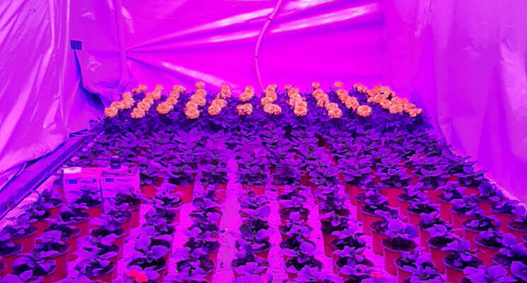 Compact planten telen met dynamisch lichtspectrum Compact planten telen met dynamisch lichtspectrum