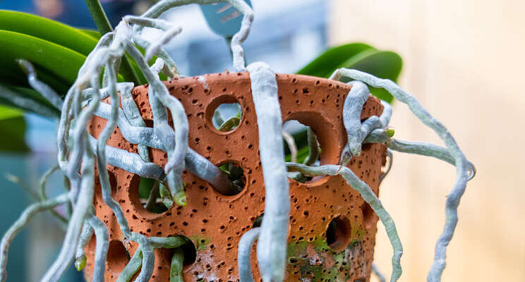 The Orchid Growers introduceert 'puur natuur orchidee' Terra The Orchid Growers introduceert 'puur natuur orchidee' Terra