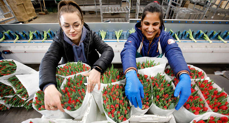 Tulpen uit Oekraïne nu te koop vóór Oekraïne Tulpen uit Oekraïne nu te koop vóór Oekraïne