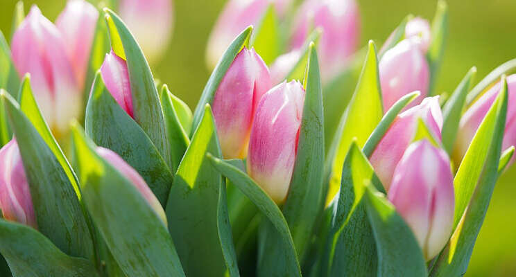 Decorum voor de eerste keer deelnemer Keukenhof Decorum voor de eerste keer deelnemer Keukenhof