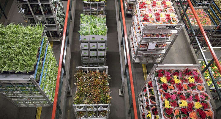 Stijging toegekende reclamaties bij FloraHolland Stijging toegekende reclamaties bij FloraHolland